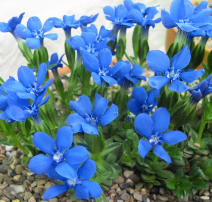 Gentiana verna 